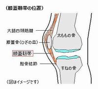膝蓋靭帯の位置